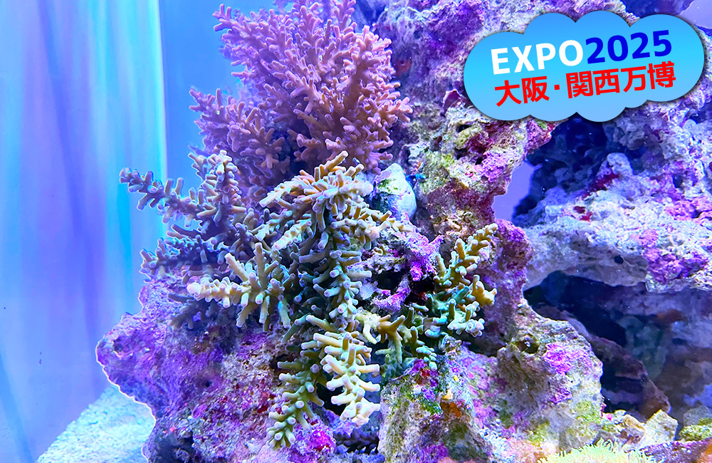 EXPO2025大阪・関西万博の文字とサンゴ礁の水槽画像