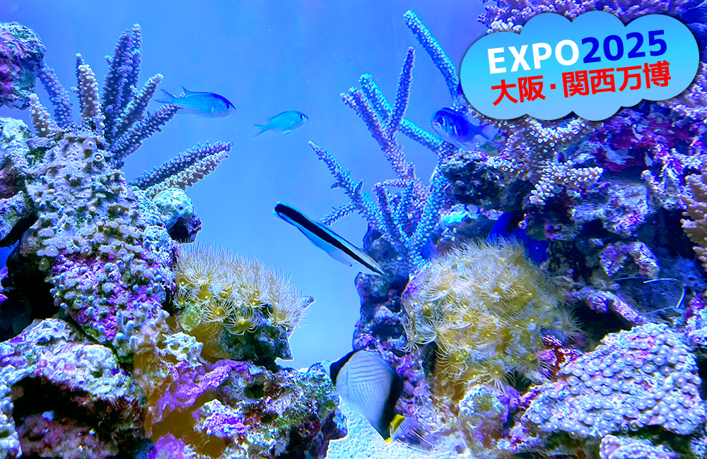 EXPO2025大阪・関西万博の文字と海水魚水槽の見出し画像