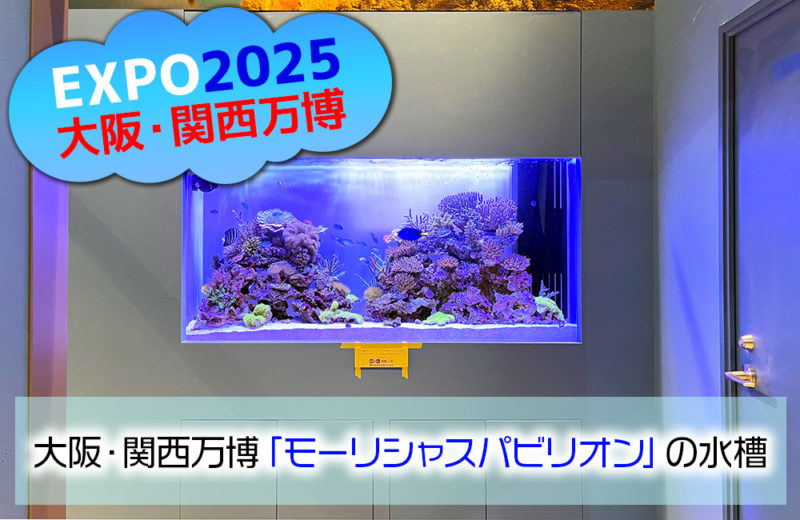 大阪・関西万博「モーリシャスパビリオン」様の大型サンゴ水槽・開催直前の様子 水槽画像1