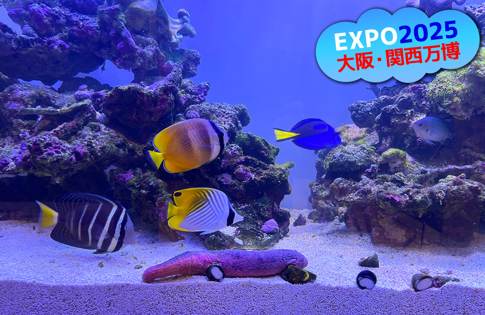 大阪・関西万博の文字と海水魚が泳ぐサンゴ礁水槽の画像