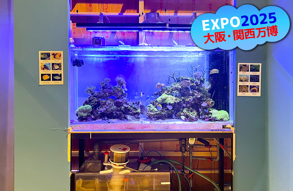 大阪・関西万博の文字入り海水魚水槽の見出し画像