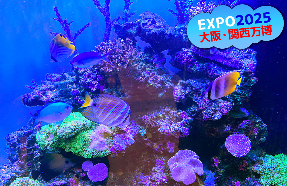 EXPO2025大阪・関西万博の文字と海水魚水槽の見出し画像