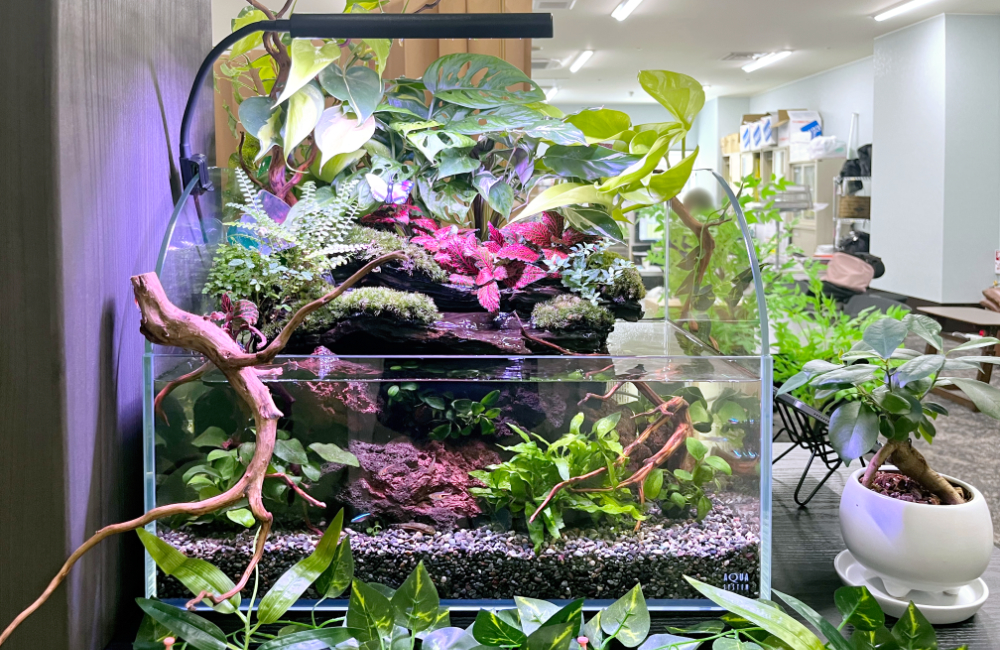 観葉植物と水草が茂るアクアテラリウム水槽