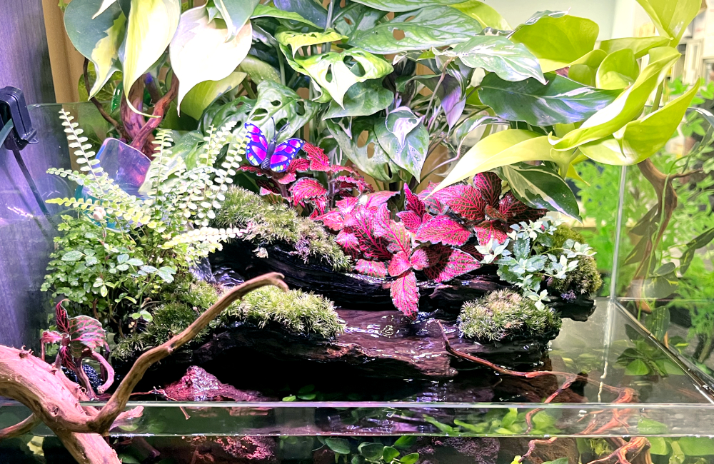 赤や緑の植物が茂るアクアテラリウム水槽