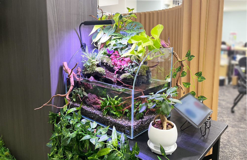 観葉植物と流木を配置したアクアテラリウム水槽
