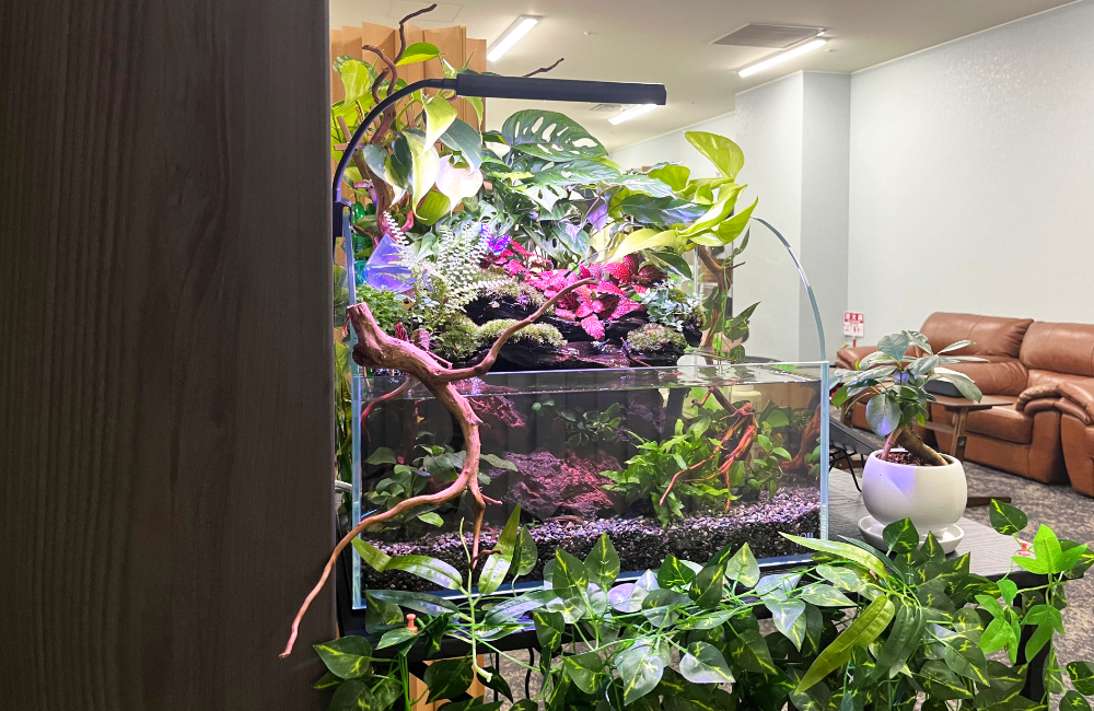 観葉植物と流木を配置したアクアテラリウム水槽