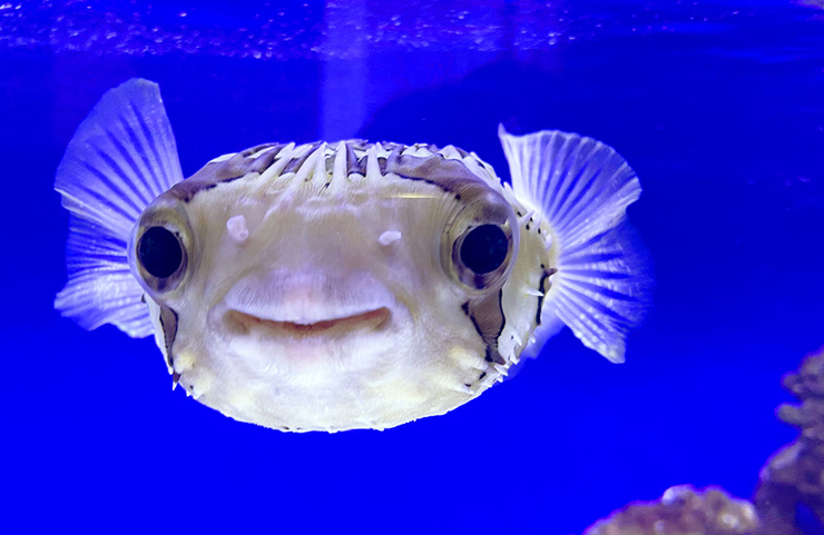 青い背景の水槽で正面を向いて泳ぐフグの仲間