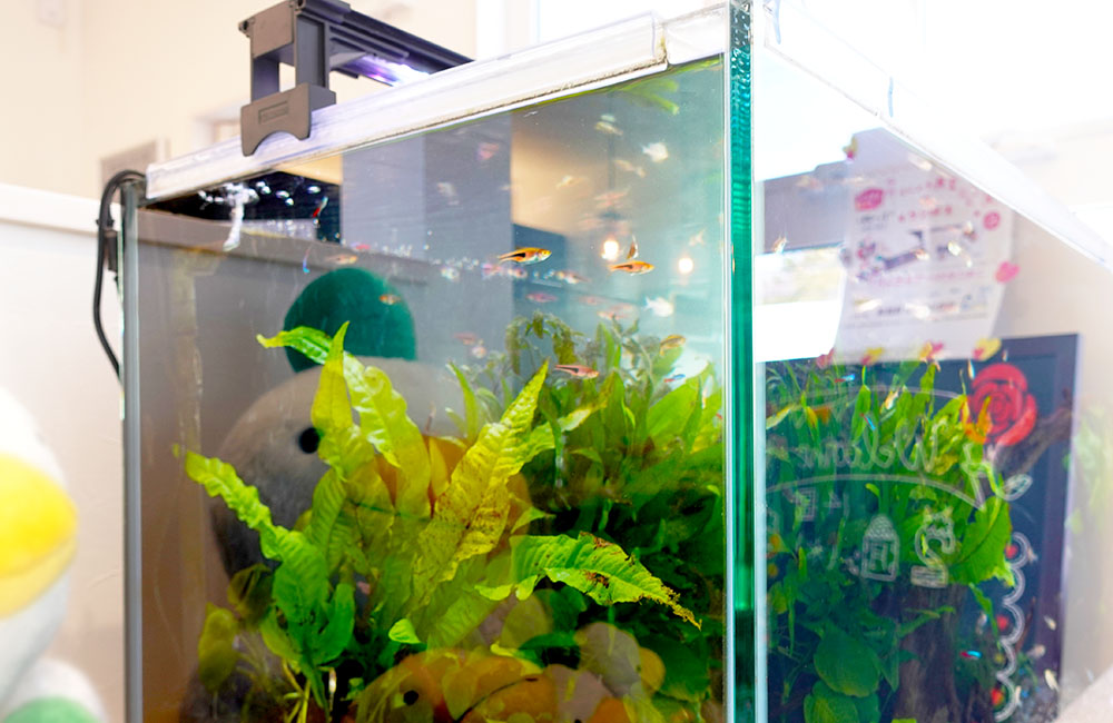 水草と小型熱帯魚が泳ぐフレームレス水槽の斜め俯瞰画像