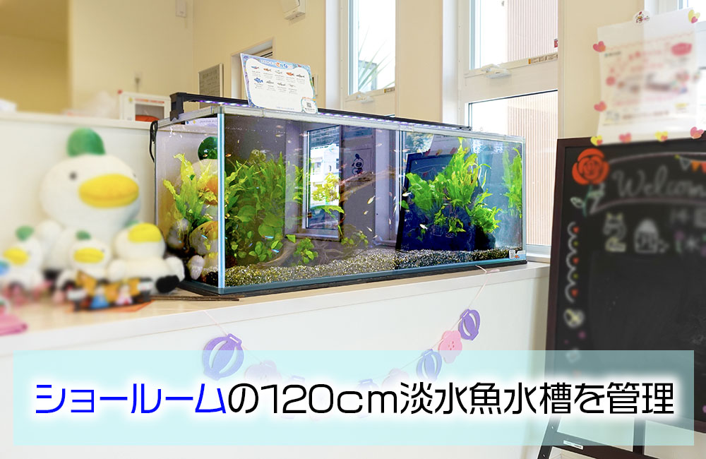 ショールームの120cmアクアリウム！設置場所に馴染んだその後の様子のサムネイル画像