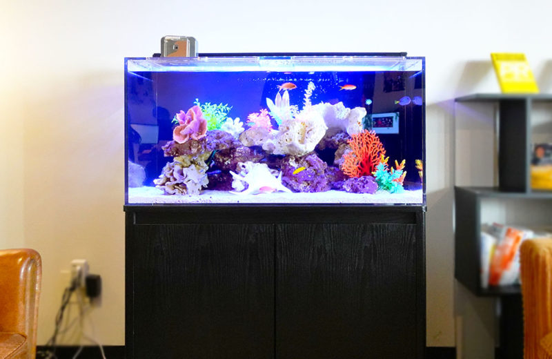 株式会社リソースクリエイション様のオフィスにナンヨウハギ！90cm海水魚水槽をレンタル 水槽画像３