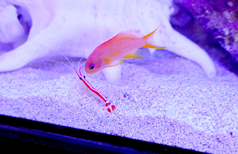底砂の上で向かい合う海水魚と赤白模様のクリーナーシュリンプ