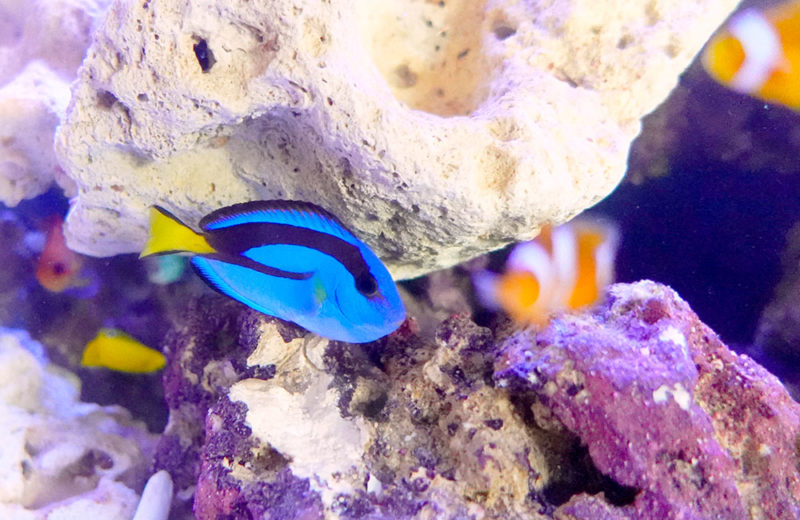 株式会社リソースクリエイション様のオフィスにナンヨウハギ！90cm海水魚水槽をレンタル 水槽画像４