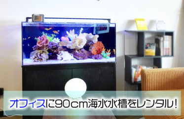 株式会社リソースクリエイション様のオフィスにナンヨウハギ！90cm海水魚水槽をレンタル