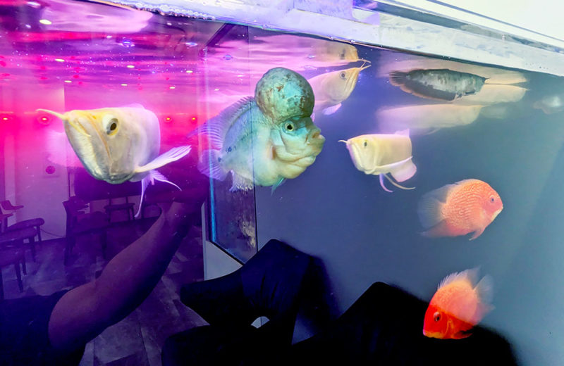 たくさんのアロワナが泳ぐ!歯科様の190cm大型魚水槽を設置・管理 水槽画像4