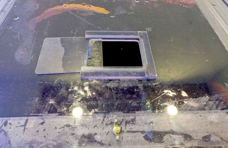 たくさんのアロワナが泳ぐ!歯科様の190cm大型魚水槽を設置・管理 水槽画像5
