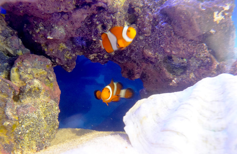 オフィスの60cm海水魚水槽!ハイタイプの水槽台で観賞性アップ 水槽画像4