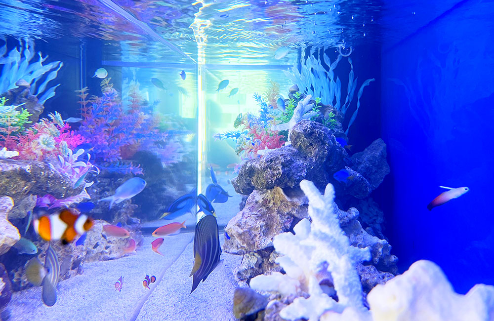 サンゴと海水魚が泳ぐ青い照明の海水水槽内観