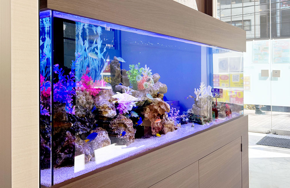 青い照明の大型海水魚水槽と岩組みレイアウトの全景