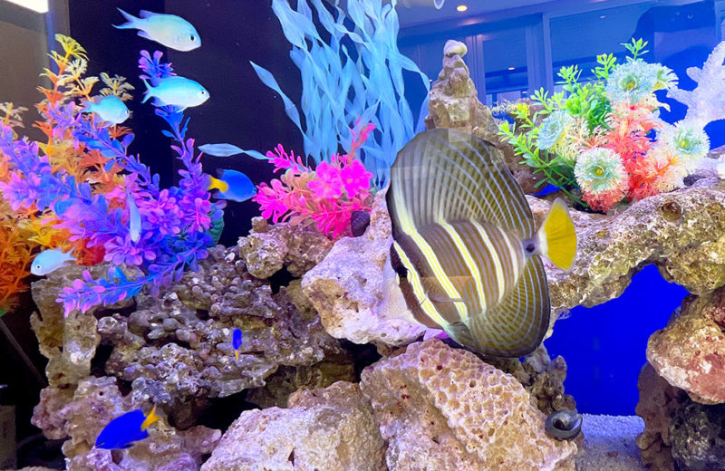 歯科様のエントランスに150cm海水魚水槽をレンタル! 水槽画像4