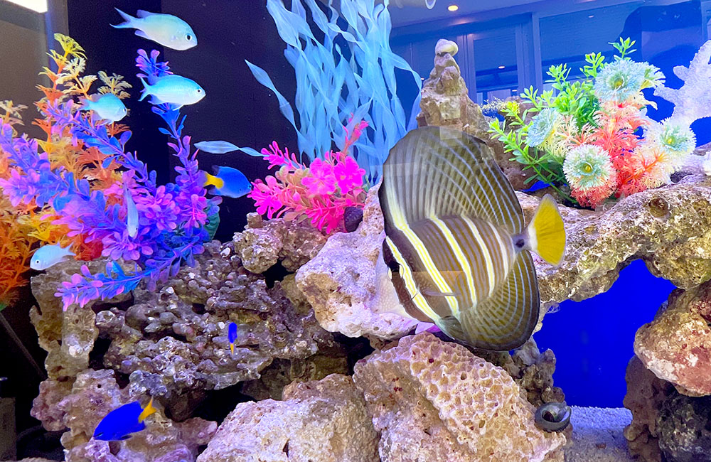 海水魚とカラフルな人工水草が泳ぐ岩組みの水槽内景