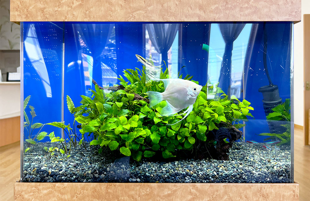 水草の茂る水槽を泳ぐ白いエンゼルフィッシュと小型魚
