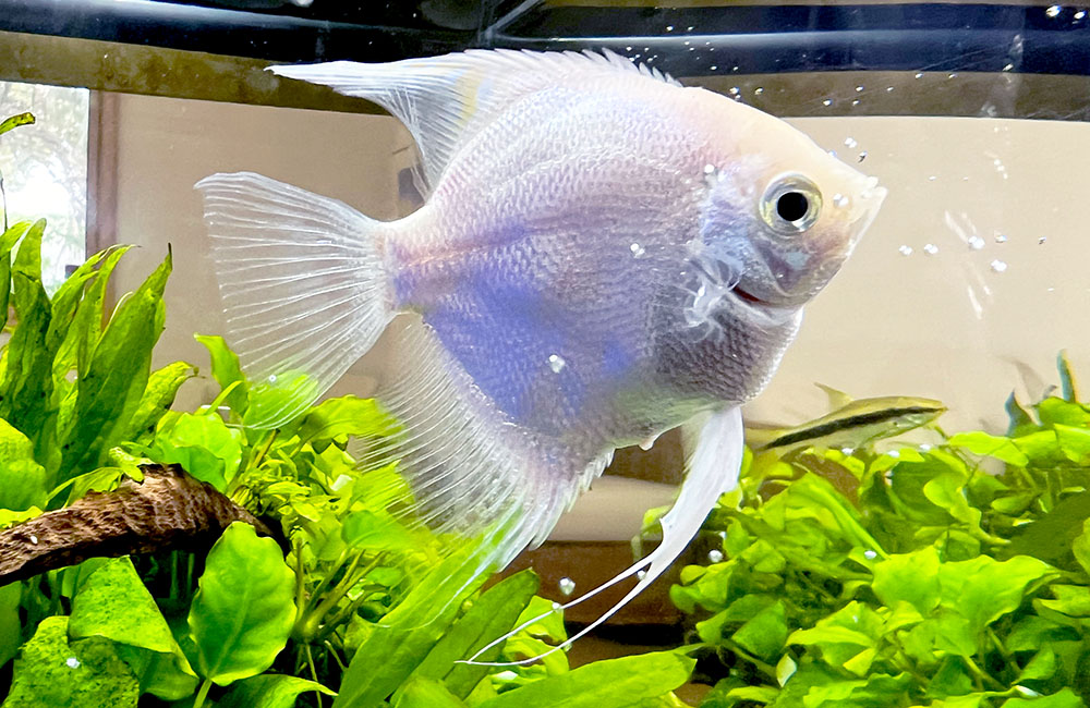 水草水槽を泳ぐ白いエンゼルフィッシュと流木