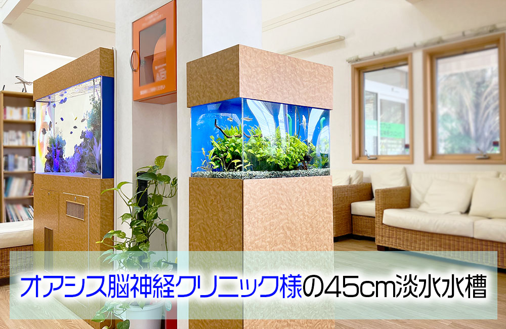 オアシス脳神経クリニック様の45cm淡水魚水槽!15年目の様子