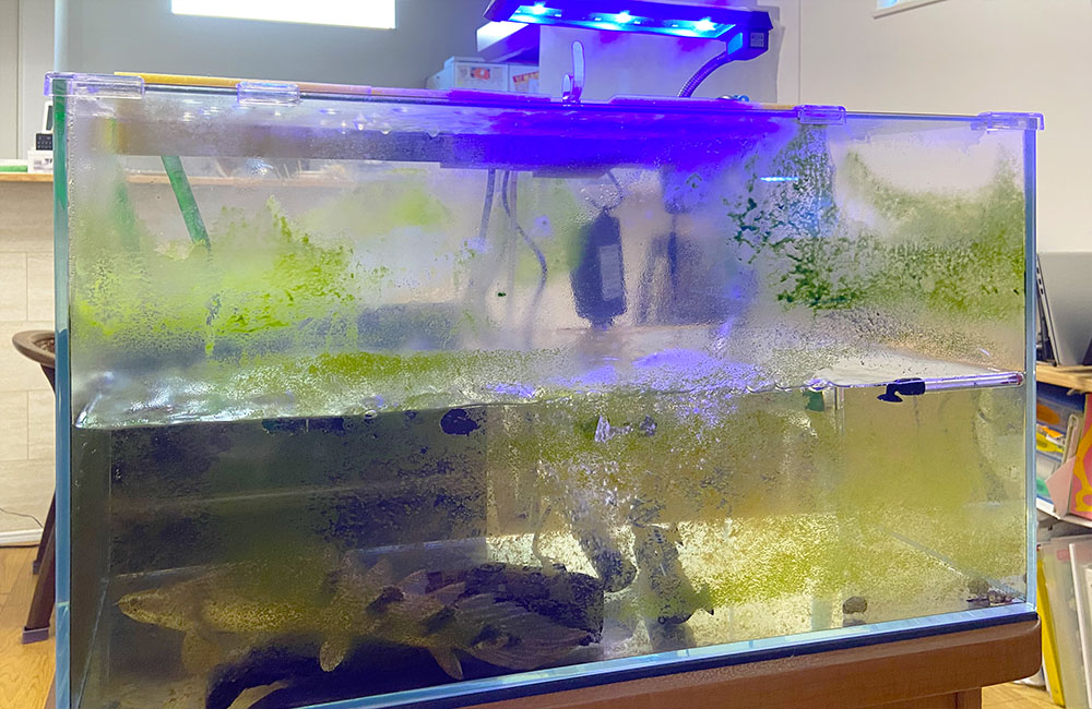 ガラス面に緑色のコケが大量に付着した屋内水槽の全景