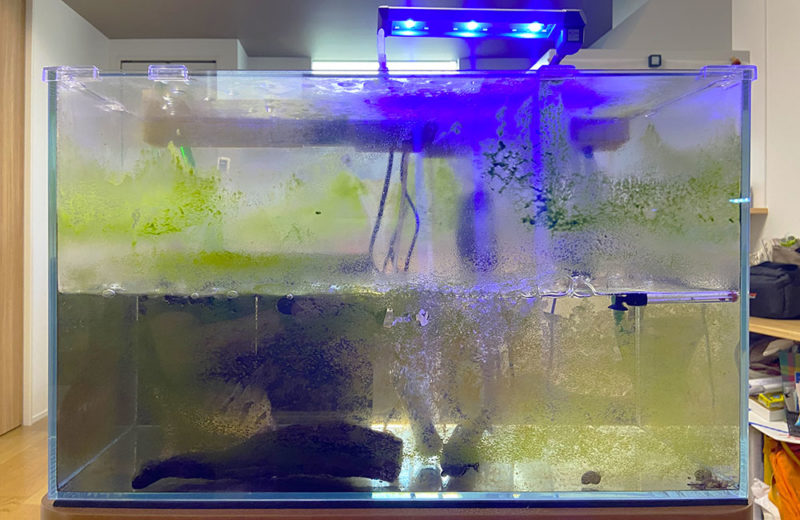ポリプテルス水槽のコケを清掃！60cm水槽のスポットメンテナンス 水槽画像２