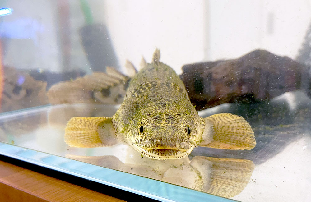 水槽の底で正面を向くポリプテルスの仲間と流木
