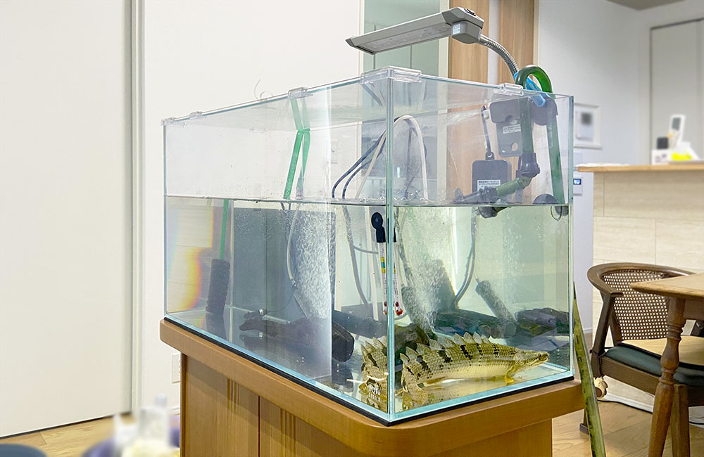 大型魚が泳ぐエアレーション付きの屋内設置水槽