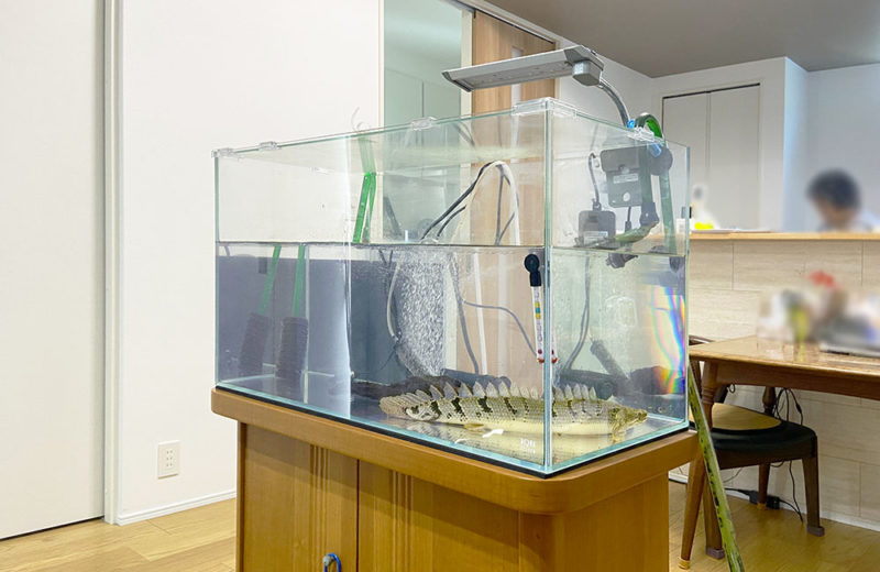 ポリプテルス水槽のコケを清掃！60cm水槽のスポットメンテナンス 水槽画像３