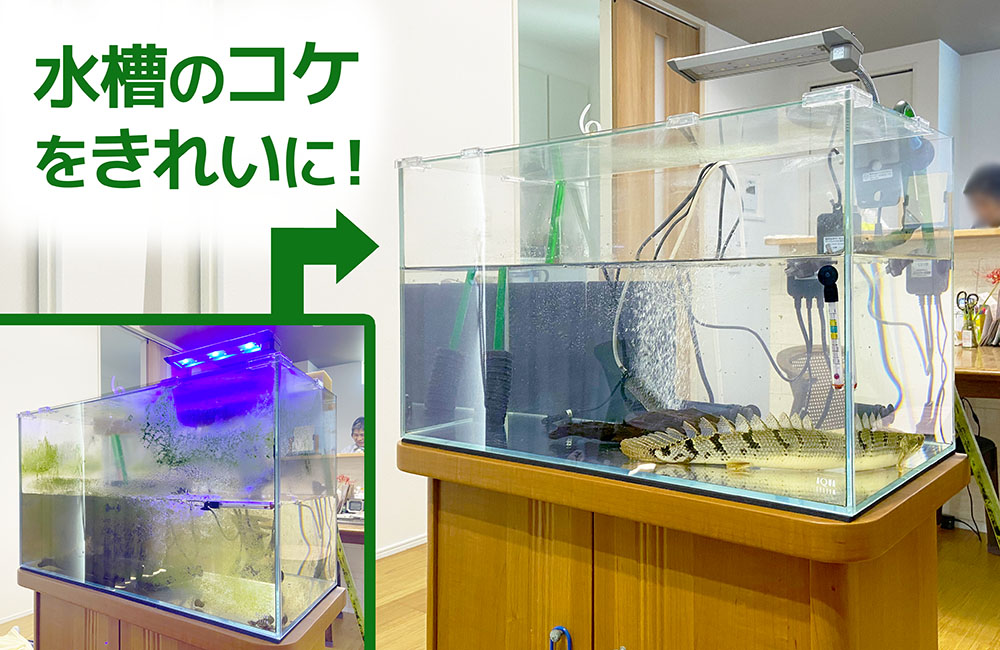 ポリプテルス水槽のコケを清掃！60cm水槽のスポットメンテナンス メイン画像