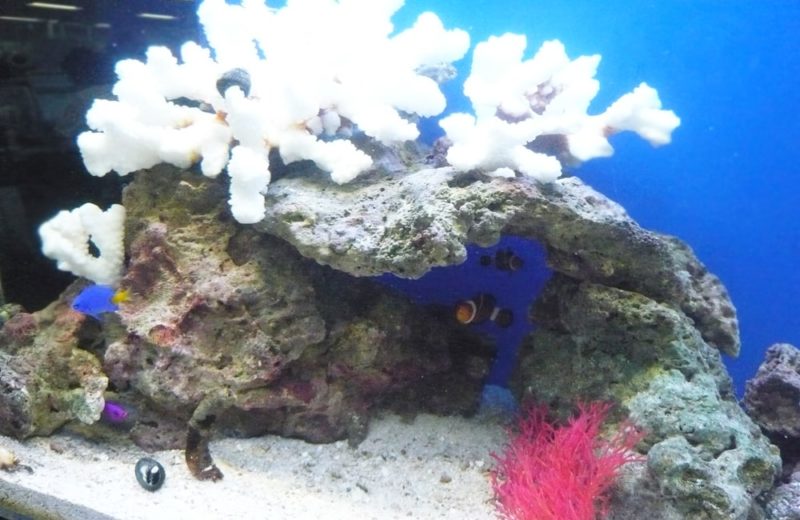 白いサンゴと岩組の海水魚水槽を泳ぐクマノミとスズメダイ