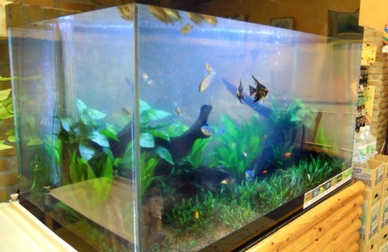 スーパーマーケット店舗内の120cm淡水魚水槽をリニューアル! 水槽画像1