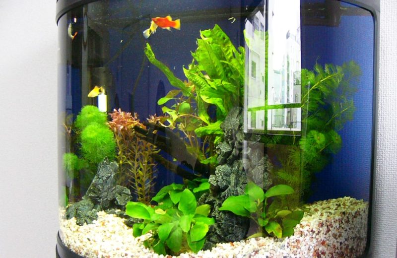 東京都豊島区 オフィス内に設置！60cm半円形淡水魚水槽 水槽画像３