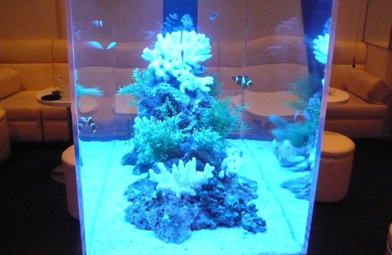 飲食店内のフロアを彩る小さな海!どこから見ても美しい 90cm海水魚水槽レンタル事例 水槽画像3
