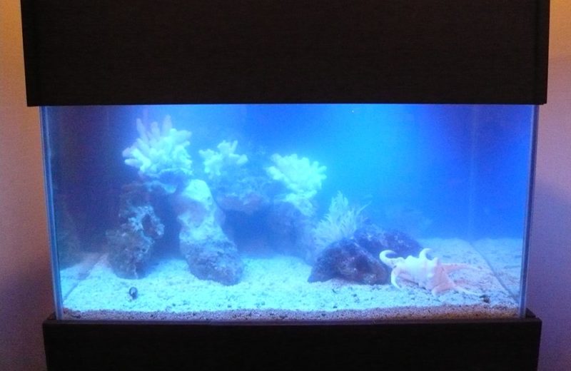 神奈川県横浜市 歯科クリニック様 90cm海水魚水槽 販売・メンテナンス事例 水槽画像3