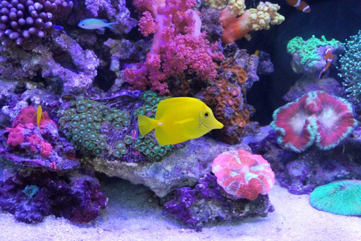 サンゴ礁を泳ぐ黄色い海水魚と色鮮やかなソフトコーラル