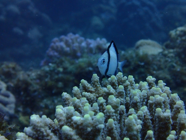 サンゴ礁を泳ぐ白黒の縞模様がある海水魚の仲間