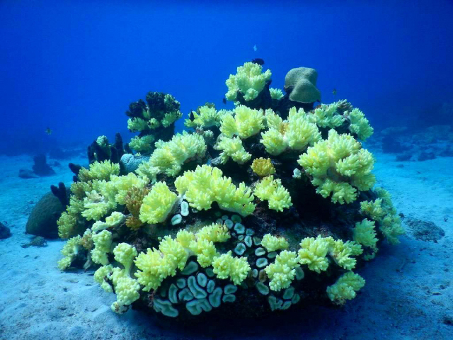 青い海中の砂地に群生する黄色いサンゴの仲間