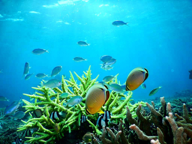 サンゴ礁を泳ぐチョウチョウウオの仲間と熱帯魚の群れ