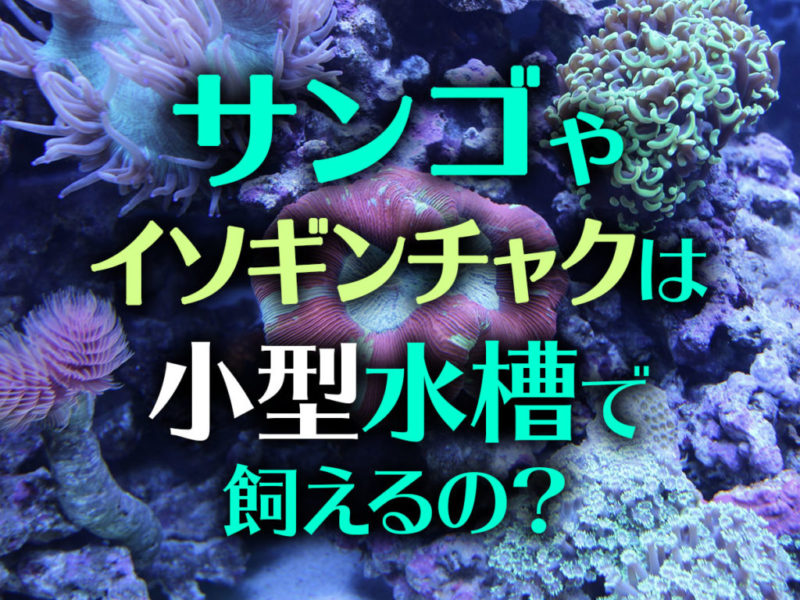 サンゴやイソギンチャクは小型水槽で飼えるの？の文字画像