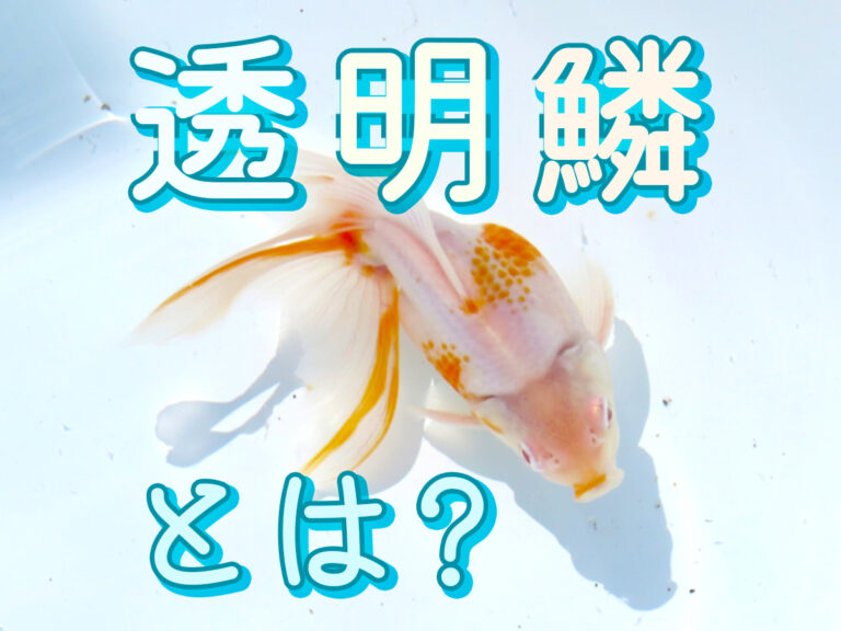 透明鱗とは？の文字と白い金魚の見出し画像