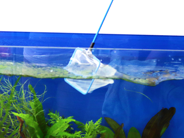 水槽の水面に浮かぶ浮き草を網で掬い取る様子