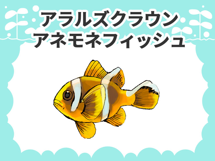 アラルズクラウンフィッシュのお魚図鑑