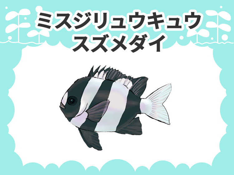 ミスジリュウキュウスズメダイのお魚図鑑