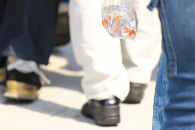 ビニール袋に入った金魚を持ち歩く人の足元