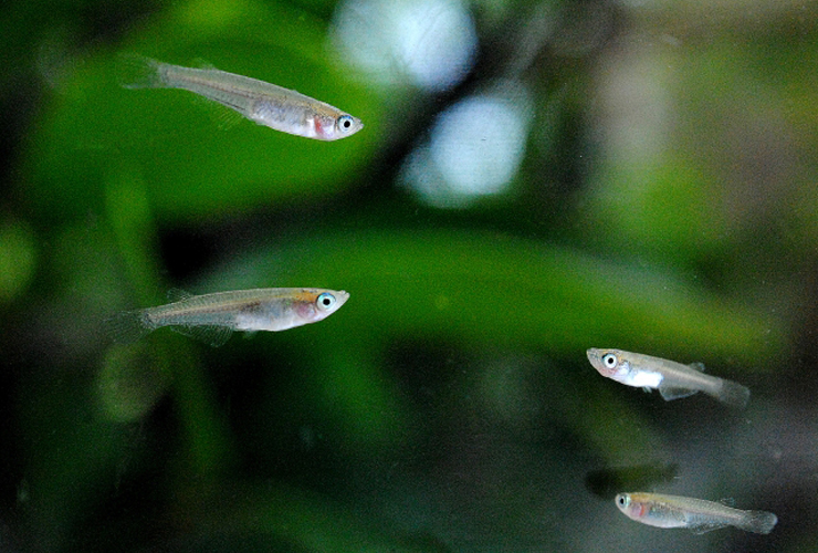 水草を背景に泳ぐ数匹のメダカと水槽内の風景