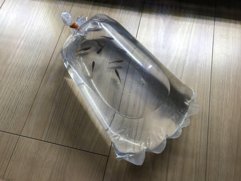 パッキング袋に入ったメダカとフローリングの床面